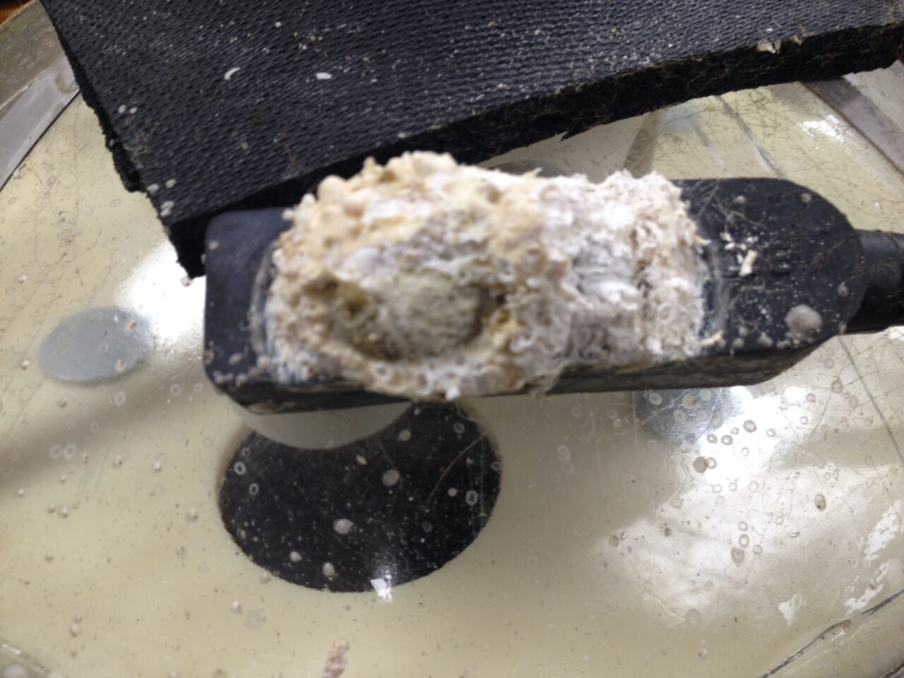 A barnacle encrustation on a deep-sea-rated waterproof cable connector.